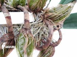 Image result for Bulbophyllum burttii