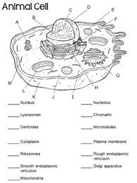 Parts Of An Animal Cell Labeling Matching Distance Learning Animal Cell Animal Cell Parts Cell Parts