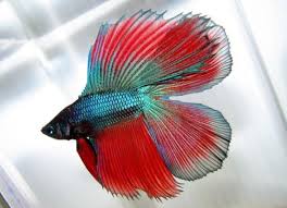 A fish with fin or tail rot will exhibit a variety of symptoms but the most obvious are clumped fins or tail tissue or fin or tail tissue that appears to be disintegrating and disappearing little by little. 35 Different Types Of Betta Fish With Beautiful Pictures