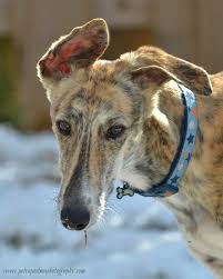 Image result for lurcher dog