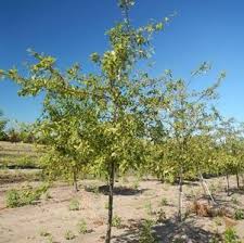 Check spelling or type a new query. Malus Purple Prince Crabapple Crabapple Purple Prince From Kankakee Nursery
