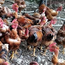 Rédigé par des auteurs spécialisés ooreka. Recherchez Vente Ou Occasion Animaux Annonce Gratuite Sur Marche Fr