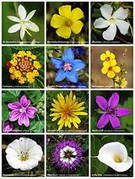 Angiosperms, or flowering plants, are the most numerous of all the divisions in the plant kingdom. Flowering Plant Wikipedia