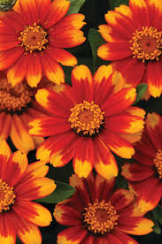 Image result for Zinnia angustifolia