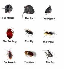 Food & pests don't mix. Canadian Pest Solutions Opening Hours 16 Elmwood Ave On