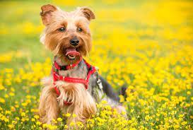 13 Signs Your Dog Has Pollen Allergies Vetderm Clinic