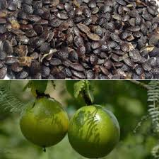Suckering is common with black passion fruit. Passion Fruit Seed Germination Period Temperature Gardening Tips