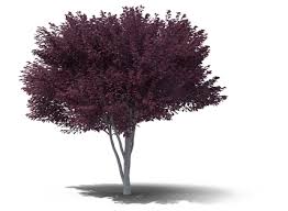 download hd plum png background image plum transparent png image nicepng com download hd plum png background image