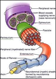 2 What Are The Differences Between A Neuron A Nerve Fibre A Nerve And A Nerve Tissue Qu Human Anatomy And Physiology Medical School Studying Physiology