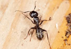 Even sugar ants are omnivores that will eat just about anything they come across. How To Get Rid Of Ants Updated For Pests Org