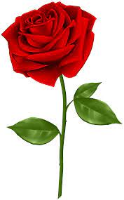 Red Rose Transparent Png Clip Art Gallery Yopriceville High Quality Images And Transparent Png Free Rose Flower Png Flower Images Flower Background Images