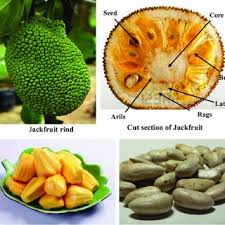 How tall do jackfruit trees grow? Different Parts Of Jackfruit Download Scientific Diagram