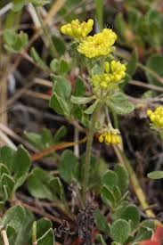 It is known as flores sulphuris by apothecaries and in older scientific works. Eriogonum Umbellatum Wikipedia
