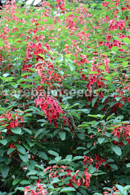 Image result for Erythrina crista-galli