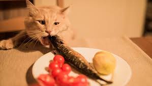 Check spelling or type a new query. Can Cats Eat Fish Bones Are Fish Bones Safe For Cats Wavepets