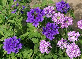 7 Best Flowers To Plant In Florida Go Get Em Lawn Services