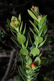 Image result for Osyris compressa