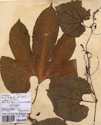 Image result for Bambekea