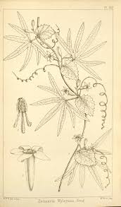 Image result for Trochomeria debilis