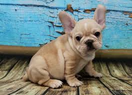 Locations in delaware and south carolina. Bulldogs Of Long Island French Bulldog Breeder In Port Jefferson Station New York