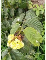 Image result for Milicia