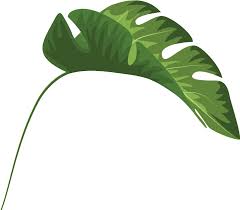 Tropical leaf outline transparent background. Tropical Leaves Palm Banana Monstera Mugs Clipart Full Size Clipart 1944193 Pinclipart