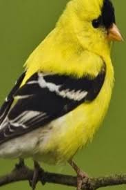 North America Bird Identifier By Picture Over A Third Of North American Bird Species Are In Danger Study Finds Over Species Danger Study Bird Birds Bird Species Birds Beautiful Birds
