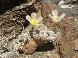 Image result for Monsonia glauca