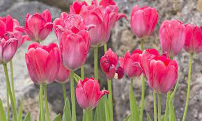 We did not find results for: 10 Most Beautiful Flowers In The World With Pictures