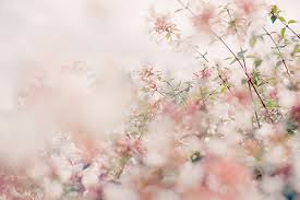 Image about photography in pastel pink aesthetics by madi. Flower Flowers And Pastel Image 2460662 On Favim Com