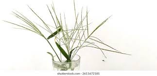 Image result for Digitaria calcarata