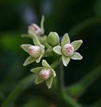 Image result for Trichilia capitata
