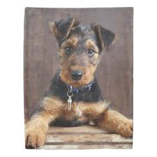 The new point kennel was established by frank and jennie freeman and is located near plains, georgia. Airedale Terrier Puppy Duvet Cover Zazzle Com In 2021 Airedale Terrier Puppies Airedale Dogs Dog Breeds