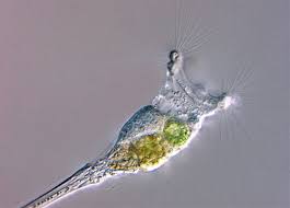 Image result for Eragrostis rotifer