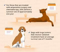 Bone Cancer Osteosarcoma In Dogs Canna Pet