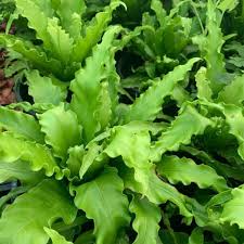 Image result for Asplenium linckii