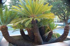 Got A Pet Remove This Plant From Your Yard Now Plants Evergreen Landscape Porch Plants
