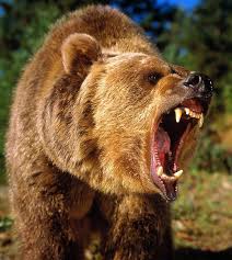 Grizzly Bear Attack Google Search Bear Attack Grizzly Bear Kodiak Bear