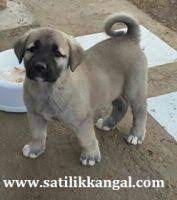 https www satilikkangal com 05468858919 panosundaki pin