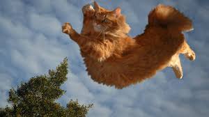 Masaustu Kedi Gokyuzu Ucan Kabarik Omurgali Kedi Gibi Memeli Kucuk Orta Boy Kediler Kopek Cins Grubu 1920x1080 Wallhaven 598235 Masaustu Arka Plan Hd Wallhere