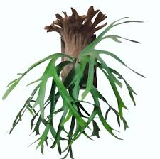 Image result for Trochomeria polymorpha