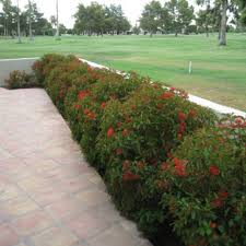 Image result for Hamelia patens