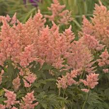 Astilbe Peach Blossom Walters Gardens Inc