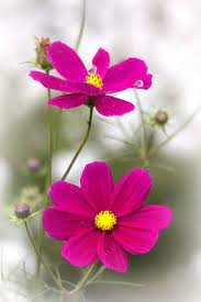 Pin On Flowers Iii