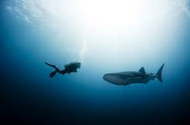 The waters can get cold so wetsuits are needed along with masks. Where To Swim And Dive With Whale Sharks Best Liveaboards Divebooker Blog Scuba Diving Inspiration