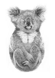 Black And White Animal Prints Australia Carla Fletcher Koala Illustration Limited Edition Prints Fine Art Giclee Prints