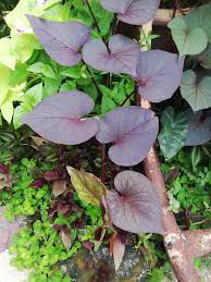 Maybe you would like to learn more about one of these? Garden Chronicles Sweet Potato Vine Purple Heart Ipomoea Batatas