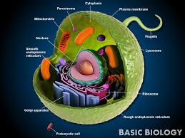 Animal cells lack the hard cell wall and chloroplasts that are present in plant cells. Animal Cells Basic Biology Animal Cell Biology Animal Cell Structure