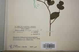 Image result for Cissampelos mucronata