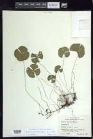 Image result for Marsilea villifolia